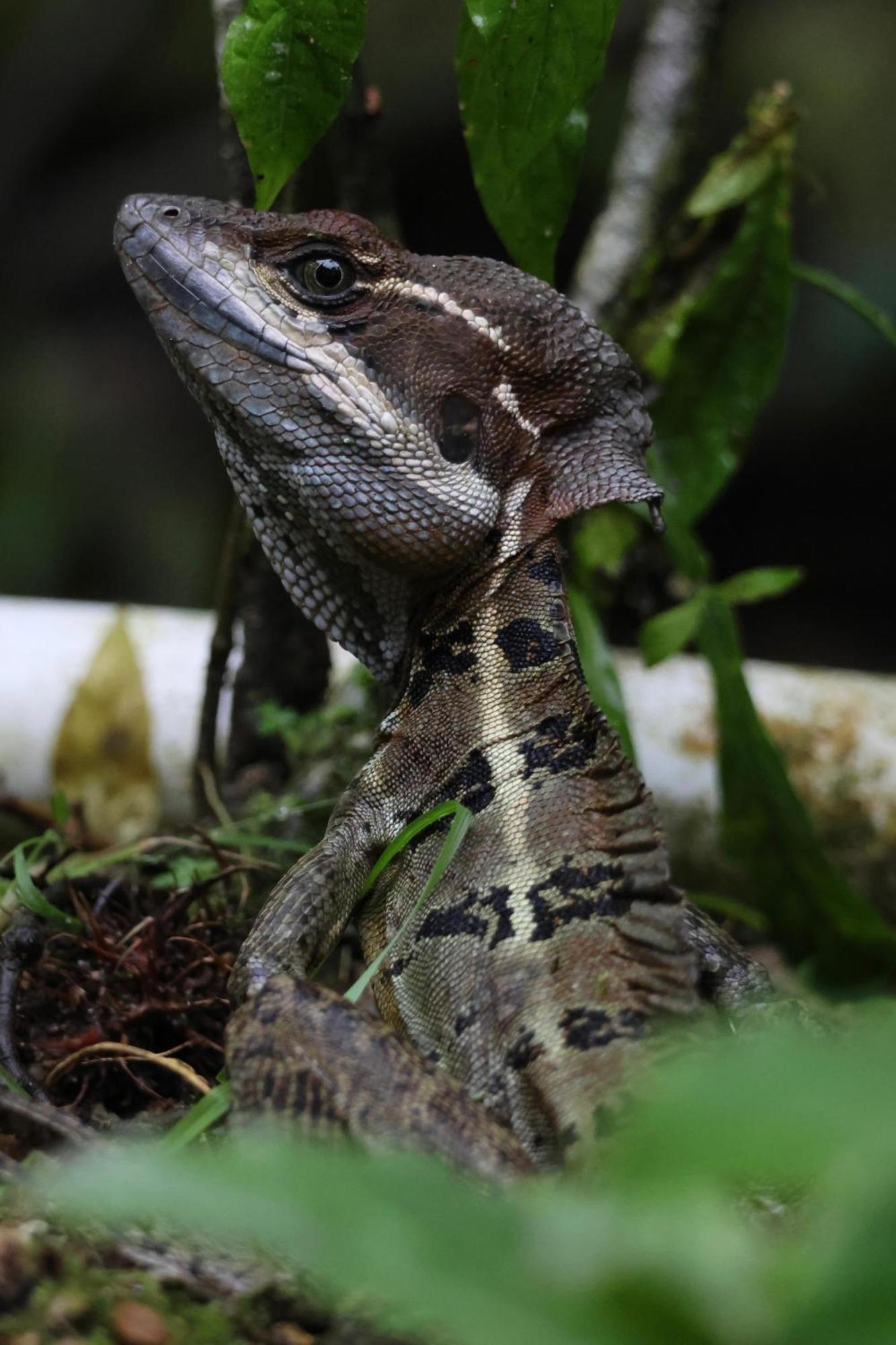 El Valle De Anton La Chachalaca エクステリア 写真